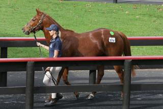 Lot 374 Captain Rio - Fledged sold for $87,500. Photo: Trish Dunell.